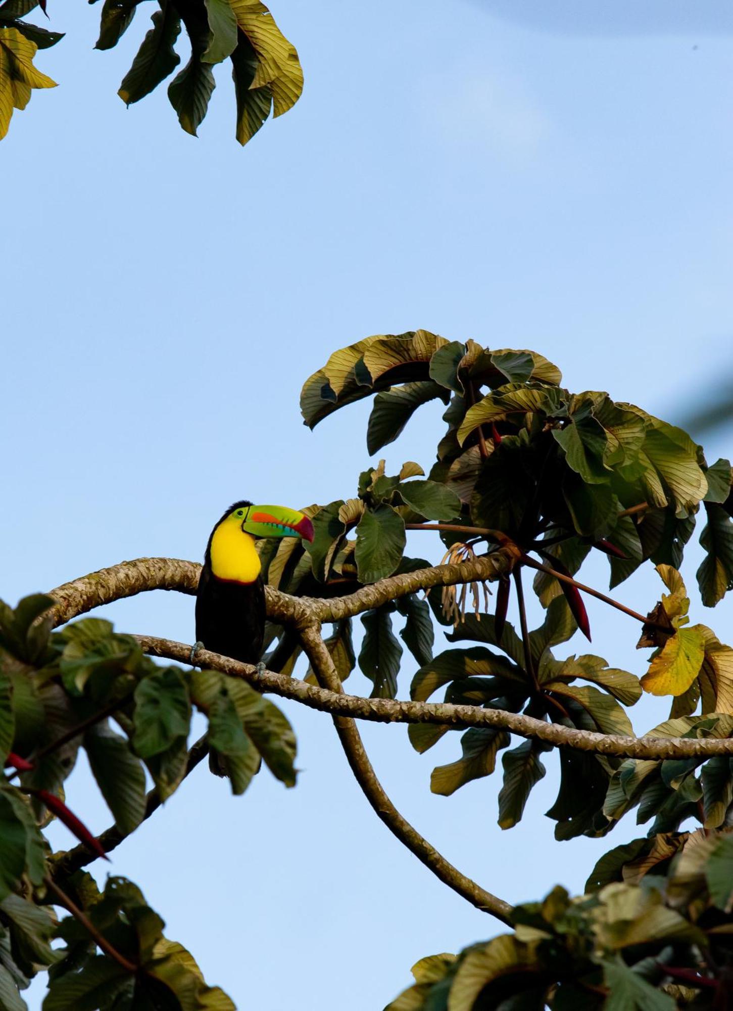 Heliconias Rainforest Lodge Bijagua Exterior foto